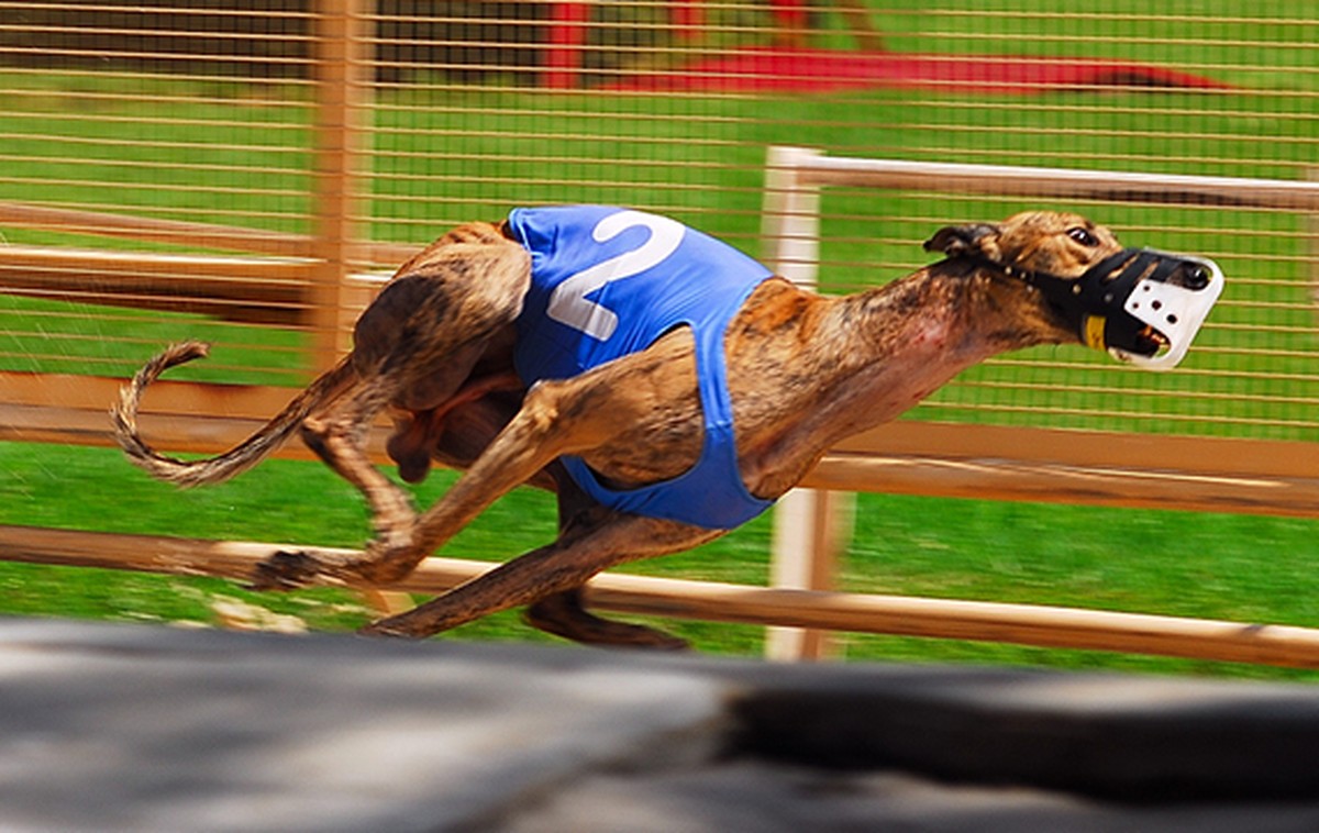 Kinloch Brae 2018 Irish Stud Dog of the Year